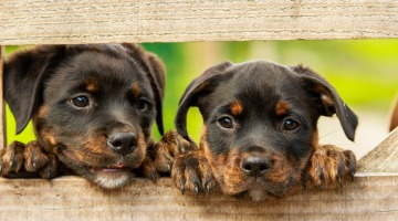 Allianz Versicherung Philipp Heister Schlierbach - Krankenversicherung für Hunde Katzen oder Pferde