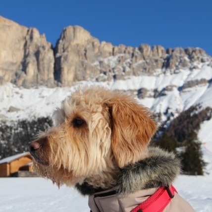 Allianz Versicherung Philipp Stuemcke e.K. Essen - Jule unser Bürohund