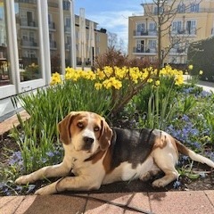 Allianz Versicherung Ponto-Olboeter u.Olboeter Magdeburg - Vorsore,Versicherung,Baufinanzierung in Magdeburg