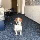 Allianz Versicherung Ponto-Olboeter u.Olboeter Magdeburg - Beagle Bruce