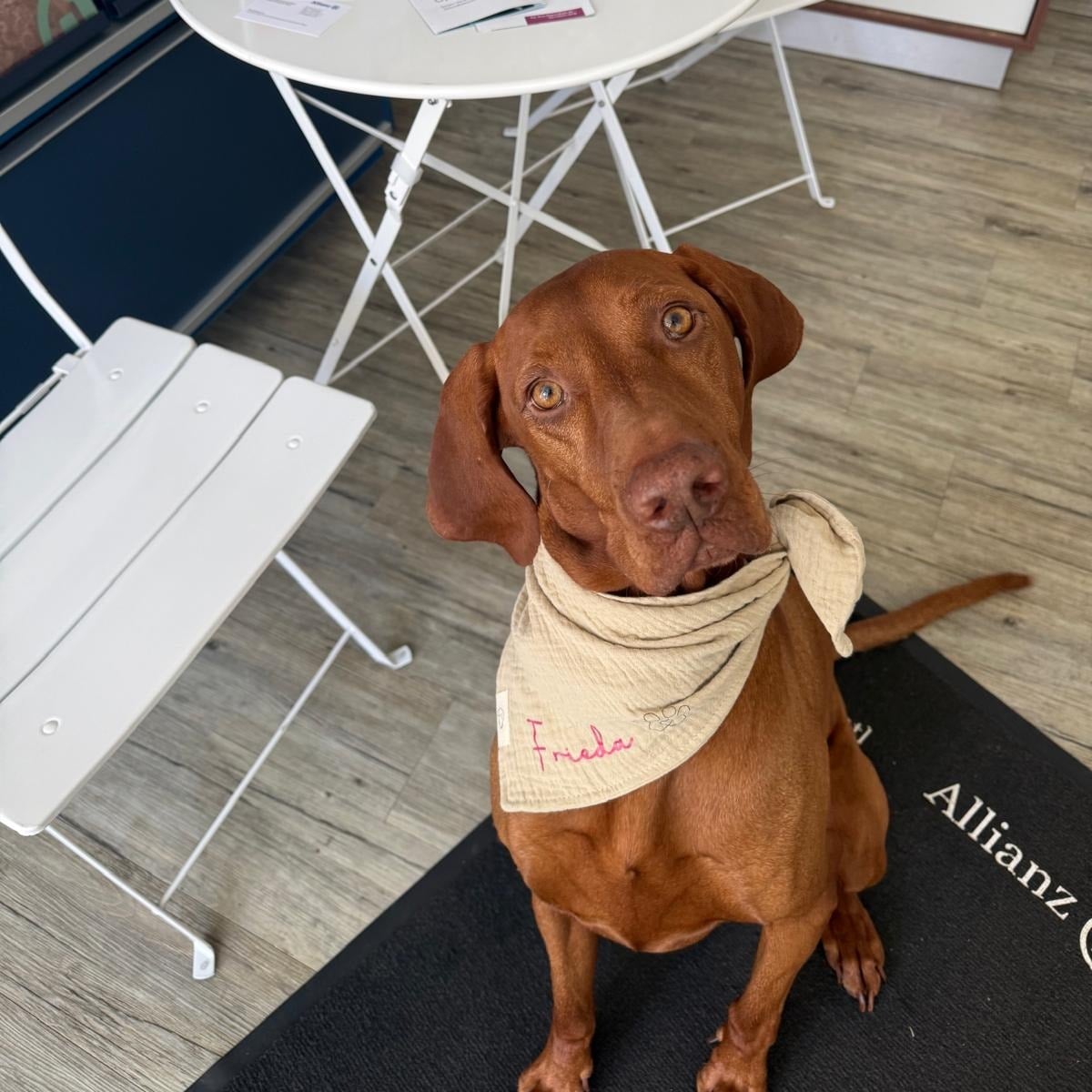 Allianz Versicherung Ralf Kaefer Wallhalben - Brauner Hund