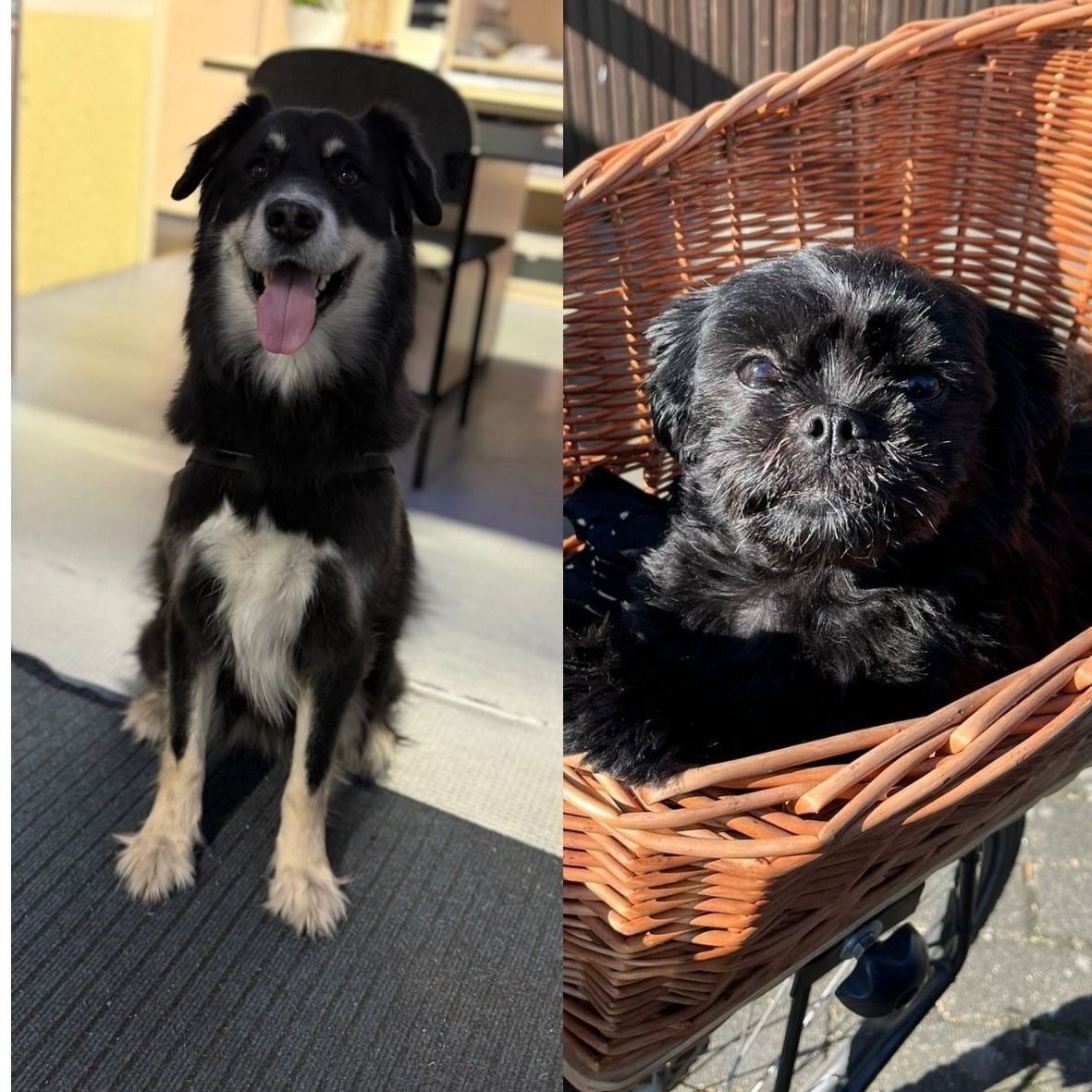 Allianz Versicherung Raik Röder Bernsdorf - Balou und Nele