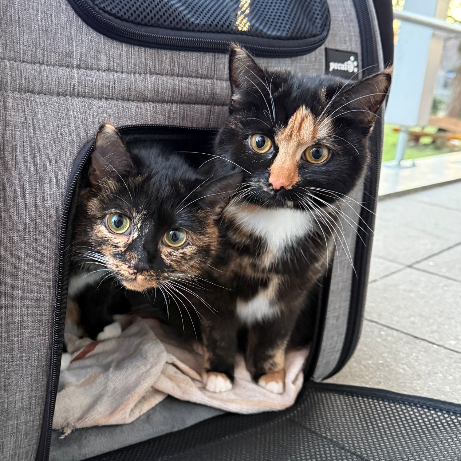 Allianz Versicherung Raik Röder Bernsdorf - Coco & Fibi