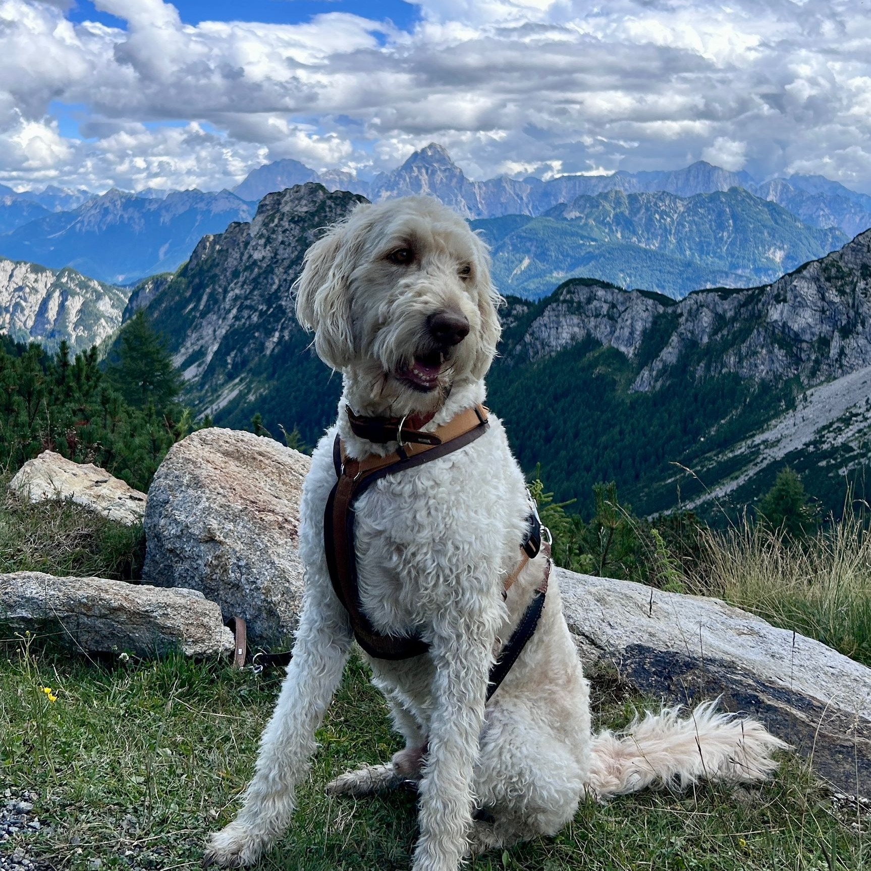 Allianz Versicherung Ralf-Peter Gehrckens Salzhausen - Anton Bürohund