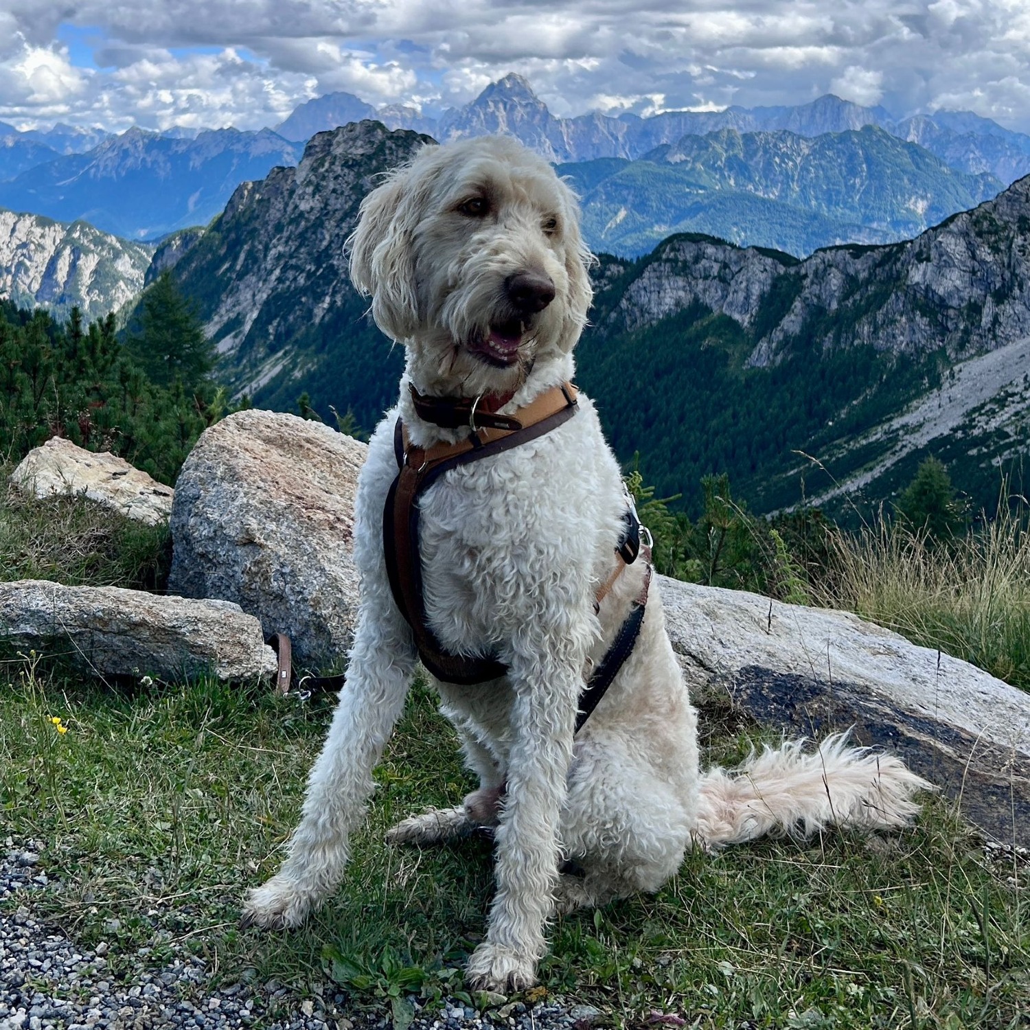 Allianz Versicherung Ralf-Peter Gehrckens Salzhausen - Anton Bürohund