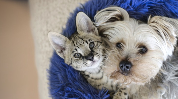 Allianz Versicherung Ralf Gerhard Berlin - Hund und Katze gucken nach oben in die Kamera