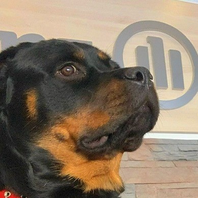 Allianz Versicherung Yasin Sagun Pfalzgrafenweiler - DIVA Agenturhund