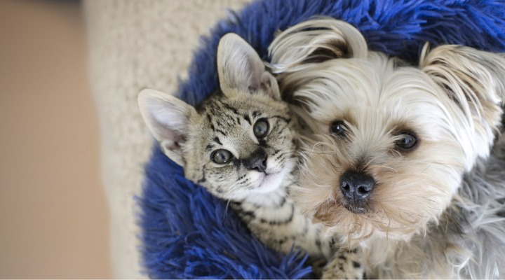 Allianz Versicherung Sascha Djokic München - Hund und Katze in Sachversicherung