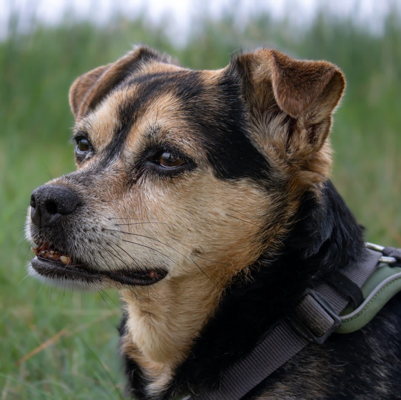 Allianz Versicherung Lea Schreiber St.Blasien - Bürohund Allianz St. Blasien Lea Schreiber