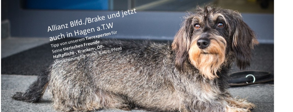 Allianz Versicherung Stefanie König Bielefeld - Quentin unser Bürohund in Bielefeld / Hagen a.T.W.