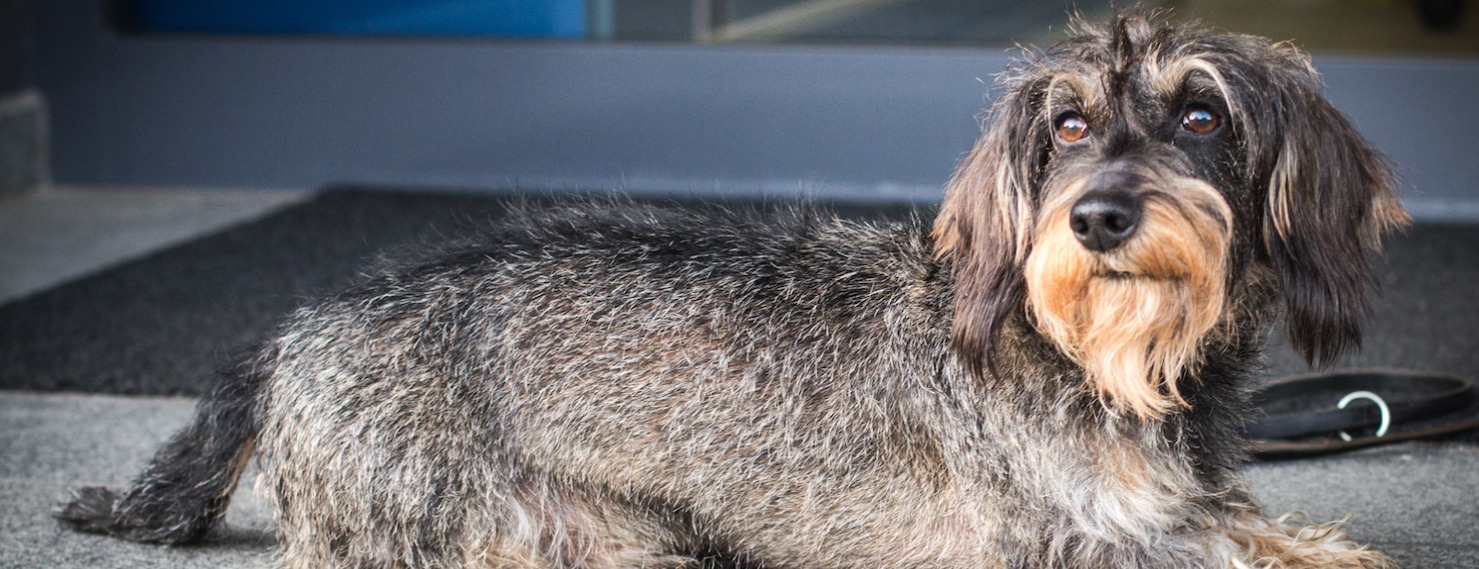 Allianz Versicherung Stefanie König Bielefeld - Quentin unser Bürohund in Bielefeld / Hagen a.T.W.
