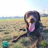 Allianz Versicherung Steffen Jaeschke Dresden - Labrador Mia