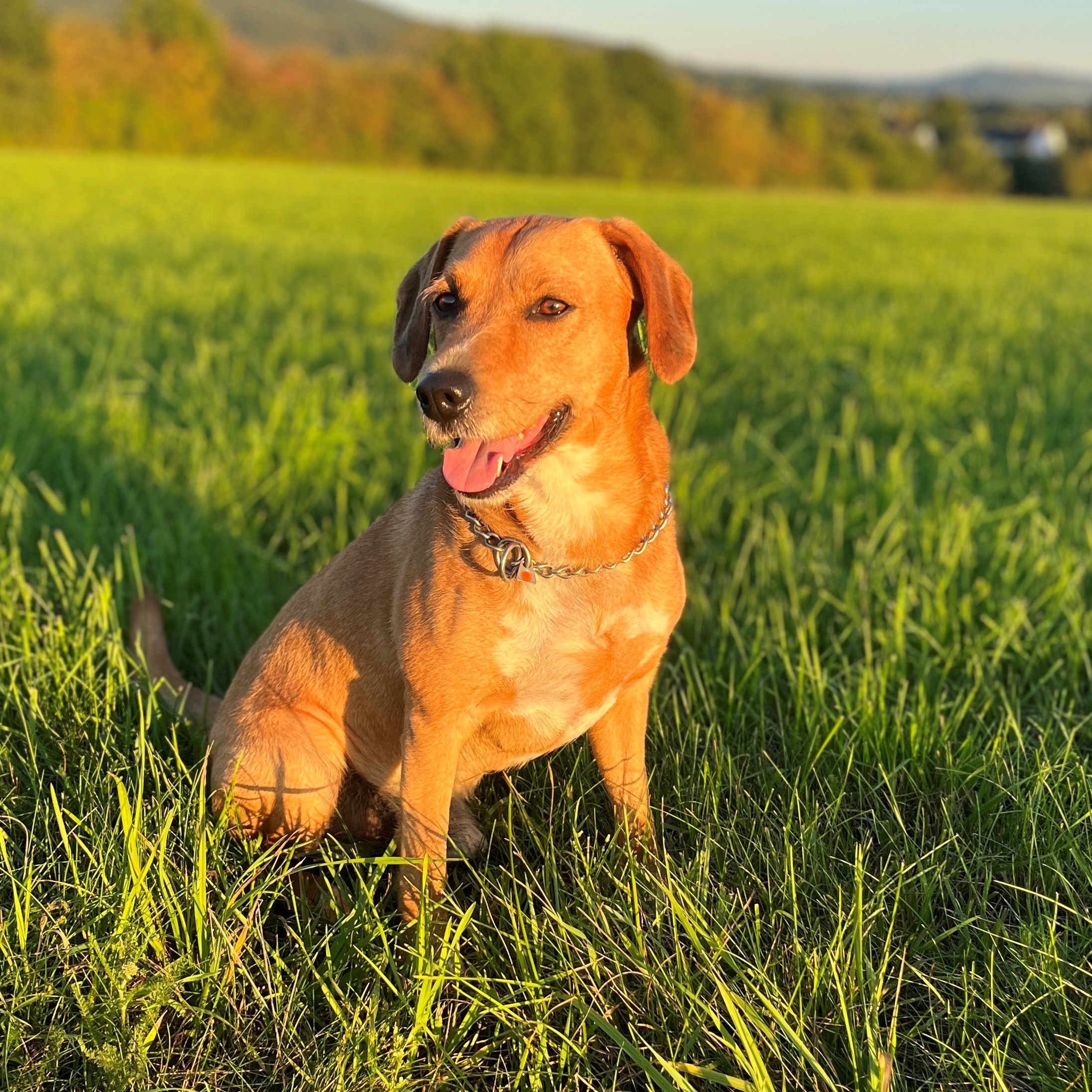 Allianz Versicherung Stephan Bergler Allersberg - Seppi Bergler