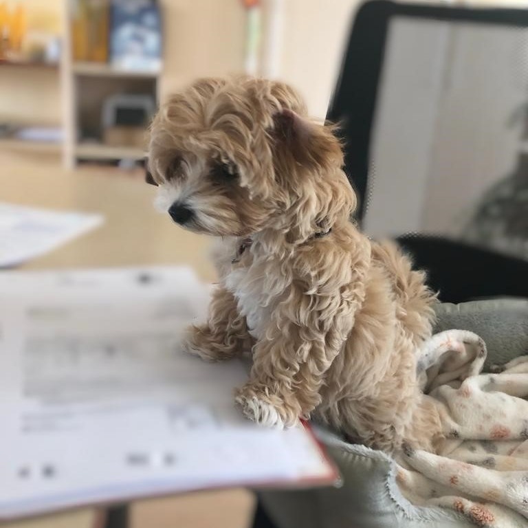 Allianz Versicherung Stephan Huber Dachau - Spezialistin für Tierversicherungen