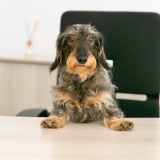 Allianz Versicherung Sven Klatt Löhne - Hundehaftpflicht Tierkrankenversicherung