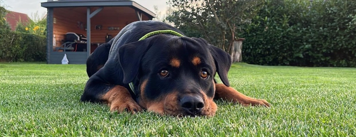 Allianz Versicherung Sven Bauer Schwerin - Allianz Büro Hund Buddy
