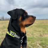 Allianz Versicherung Sven Bauer Schwerin - Buddy vom Radelsberg 