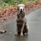 Allianz Versicherung Arne Heckt Hamburg - Tierkranken Hundeversicherung Haftpflicht