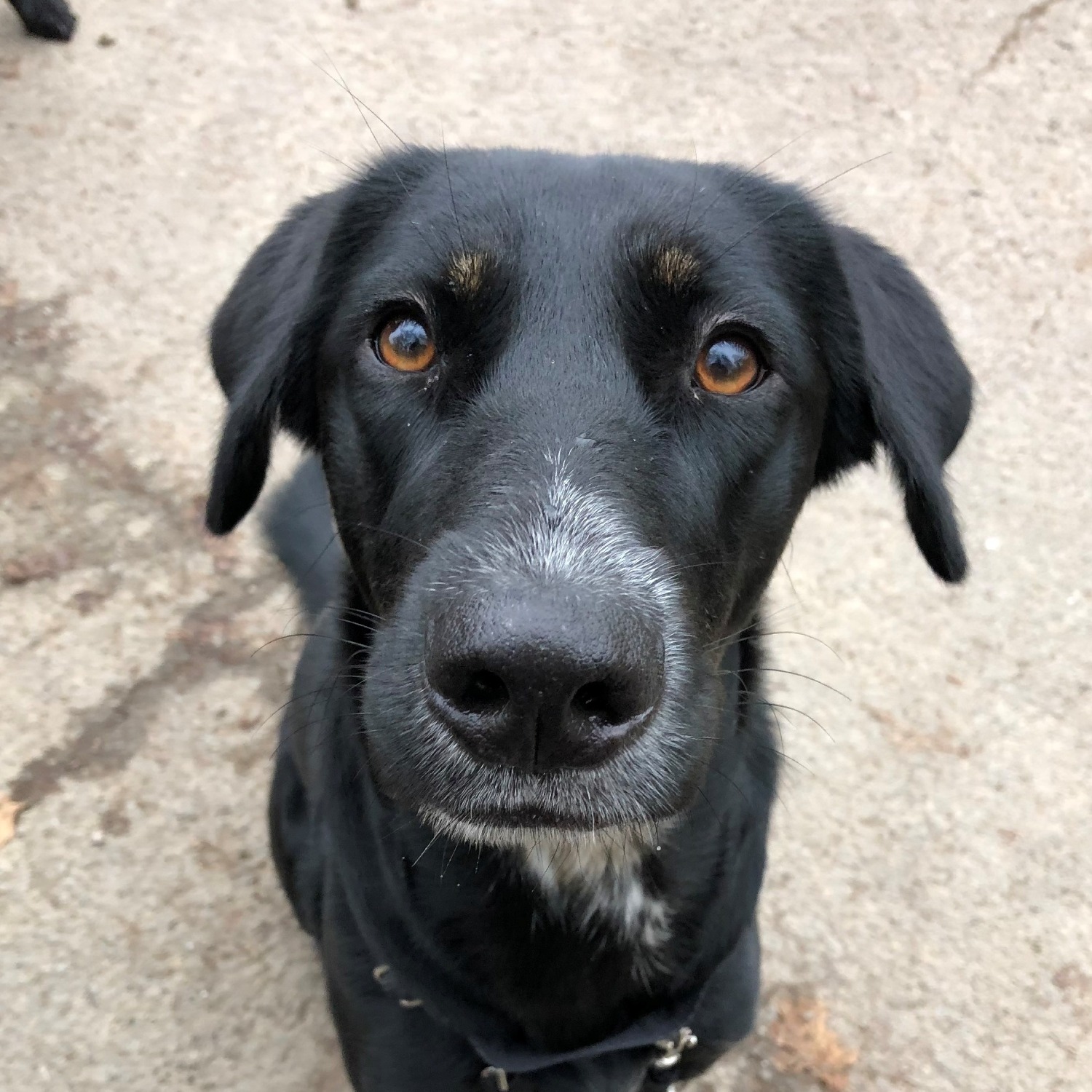 Allianz Versicherung Schumacher und Bühren GbR Olpe - hund 