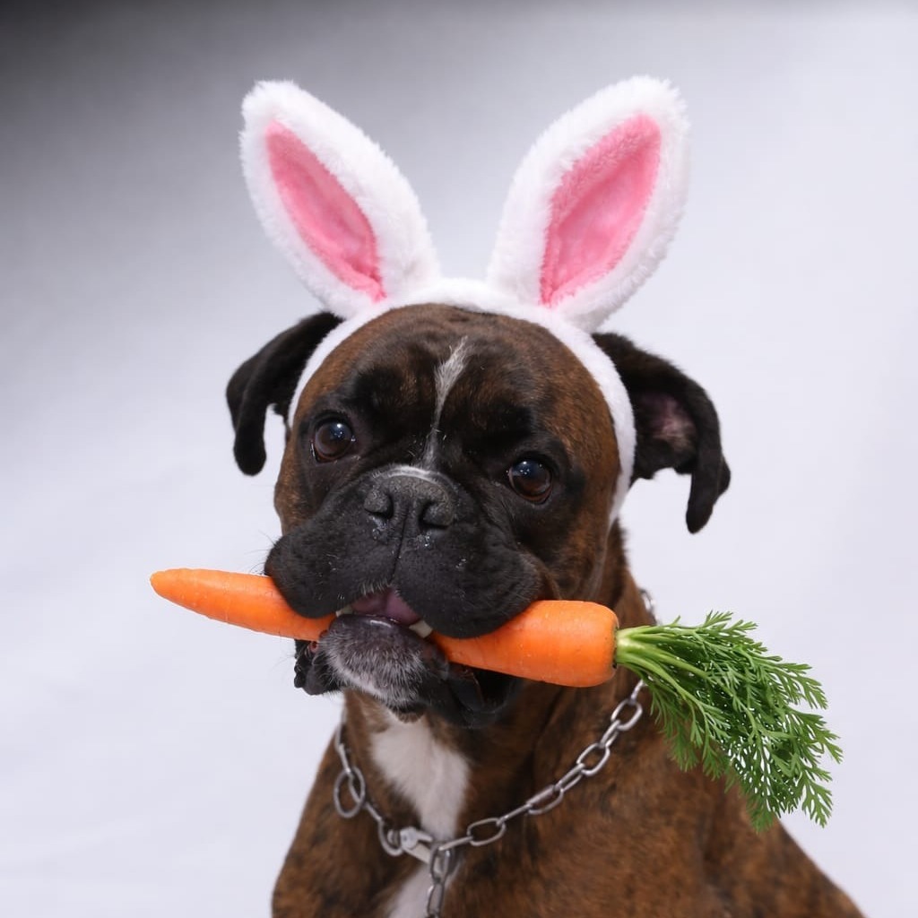 Allianz Versicherung Thomas Elflein Breitengüßbach - Hund Boxer Allianz Breitengüßbach Thomas Elflein