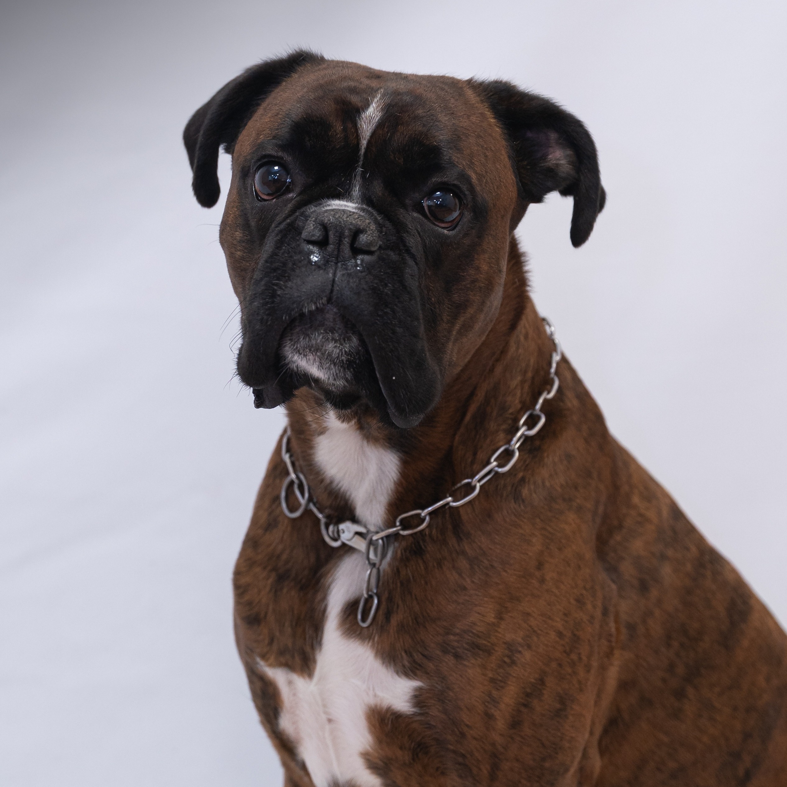 Allianz Versicherung Thomas Elflein Breitengüßbach - Hund Boxer Allianz Breitengüßbach Thomas Elflein