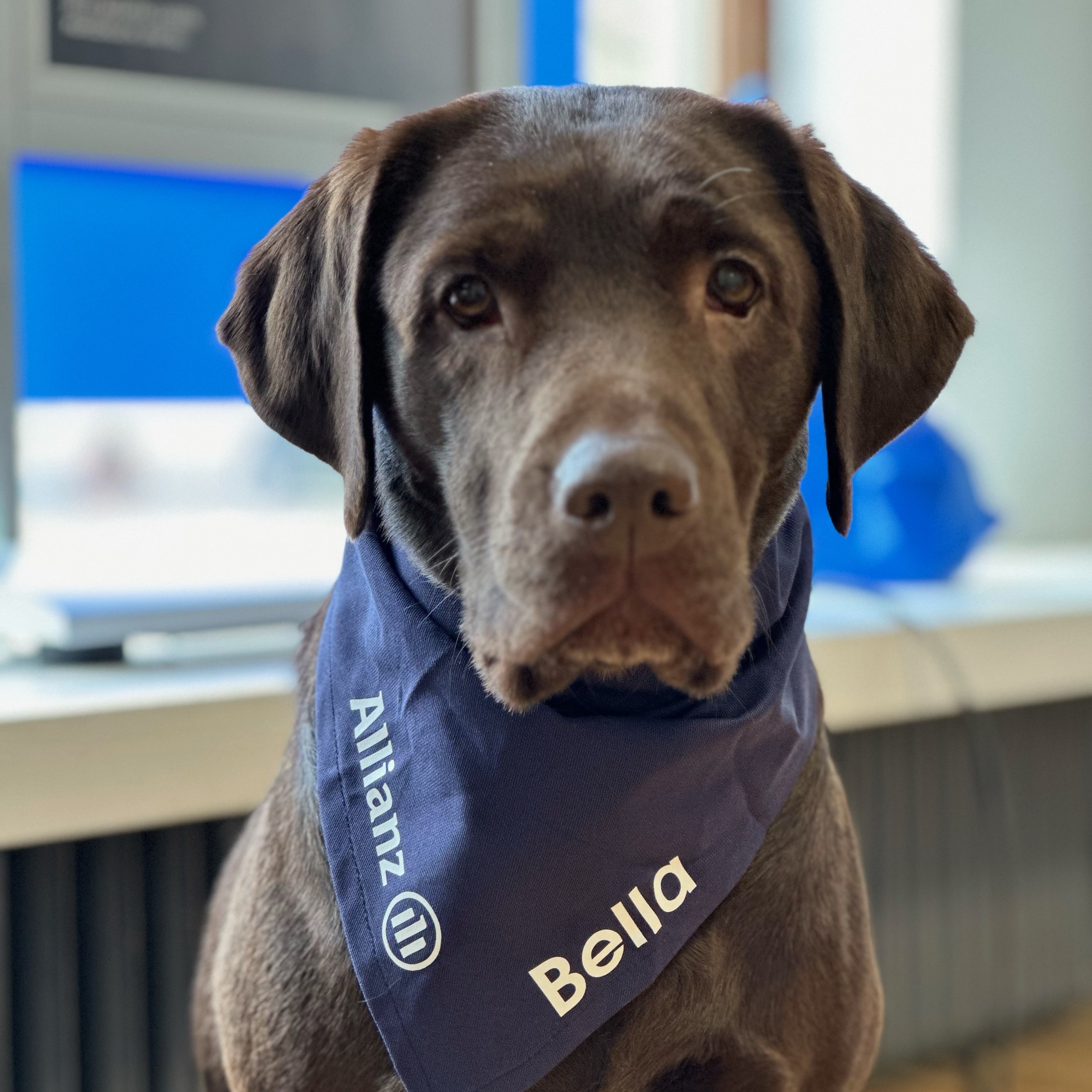 Allianz Versicherung Thomas Logemann Bremen - Bella Bürohund