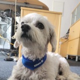 Allianz Versicherung Thomas Vollhardt Calbe Saale - Amelie  (Bichon-Malteser)