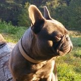 Allianz Versicherung Thomas Weingarth Kaiserslautern - Wachhund Gustel