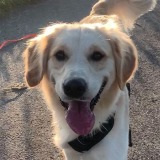 Hund Allianz Versicherung Tillmann und Jahn GbR Willebadessen - Hund