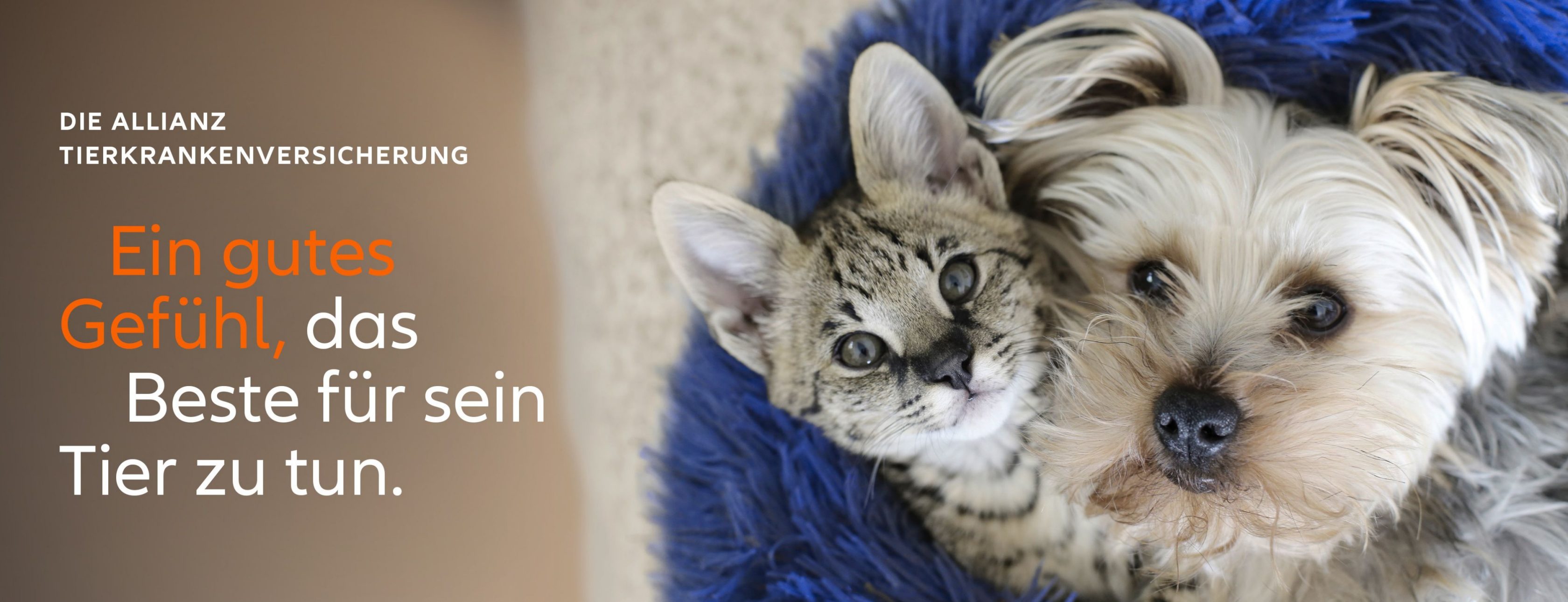 Allianz Versicherung Tim Kollien Dresden - Katze Hund Tierkrankenversicherung OP GOT