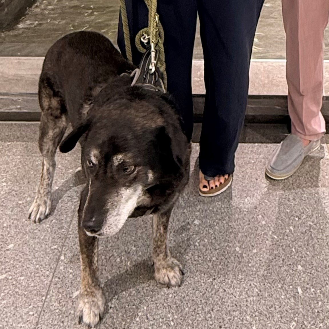 Allianz Versicherung Tim Waschhauser Regen - Seelenhund der Agentur