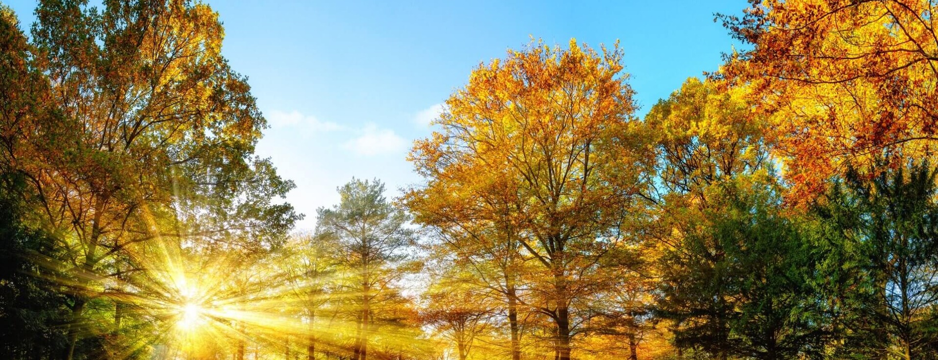 Allianz Versicherung Torsten Athenstaedt Alling - Herbst