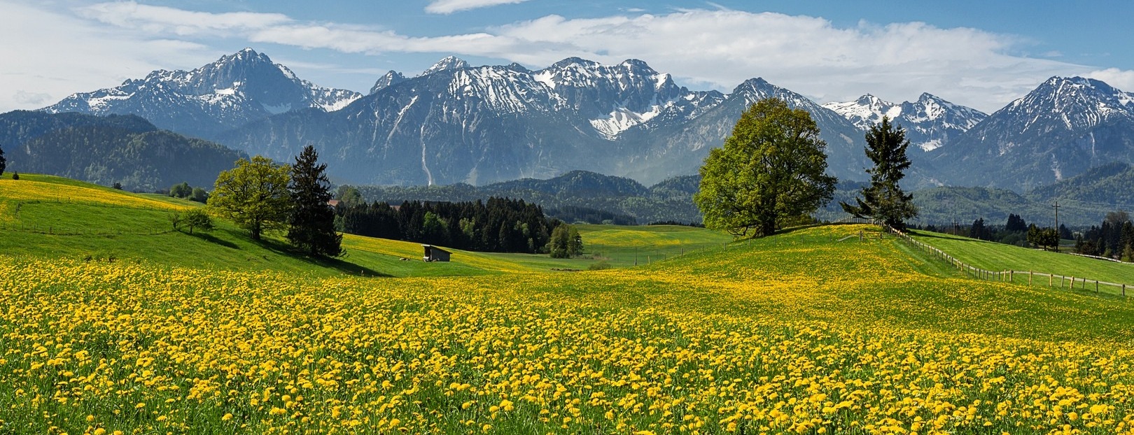 Allianz Versicherung Torsten Athenstaedt Alling - Frühling