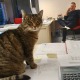 Allianz Versicherung Udo Botsch Motten - Agenturkatze