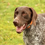 Allianz Versicherung Uta Patitz Dresden - Tierkrankenversicherung Jagdhaftpflicht Hund Katze