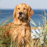 Allianz Versicherung Valessca Adamofsky Iserlohn - Hund Pferd Tierkranken Hunde-OP Tierhaftpflicht 