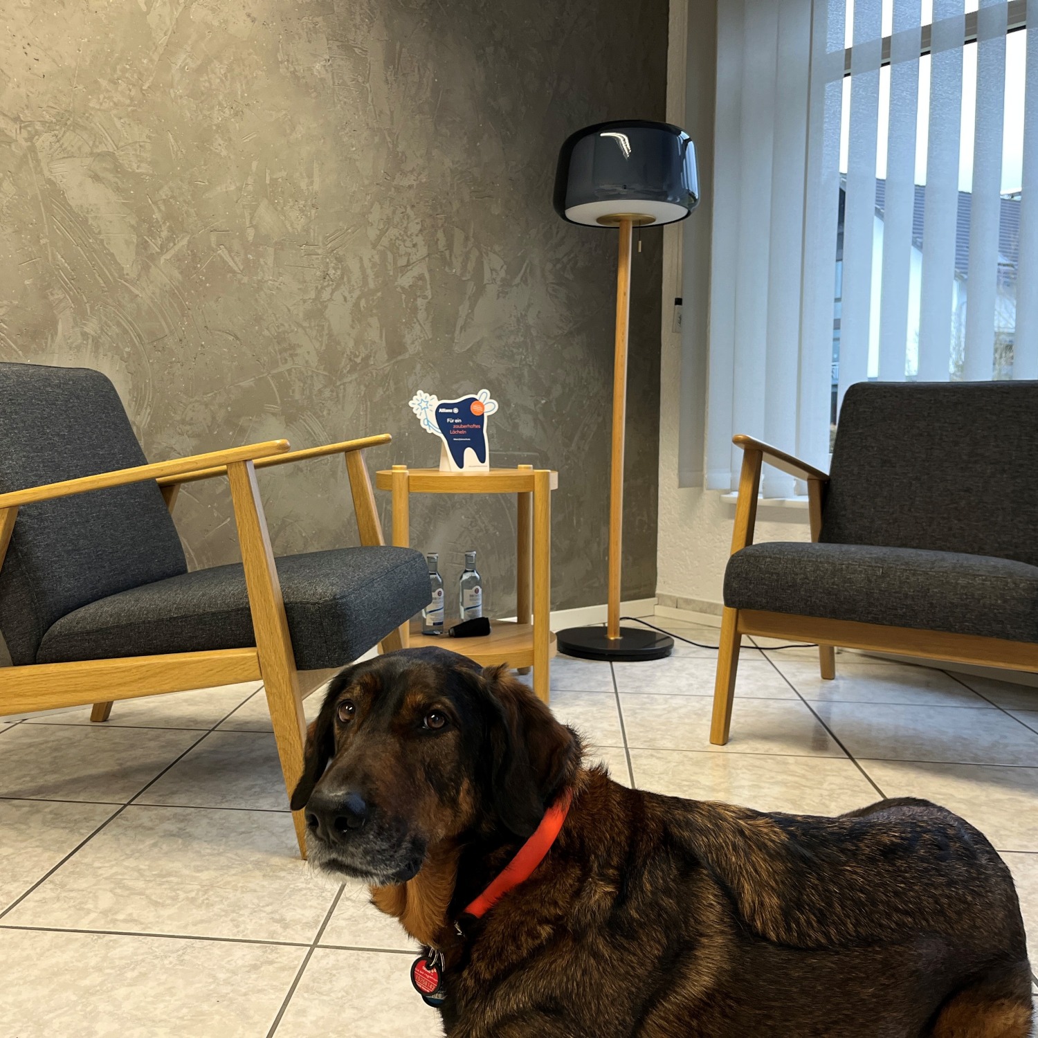 Allianz Versicherung Alexander Ermert Windeck - Tierkrankenversicherung Hunde Katzen Allianz TKV