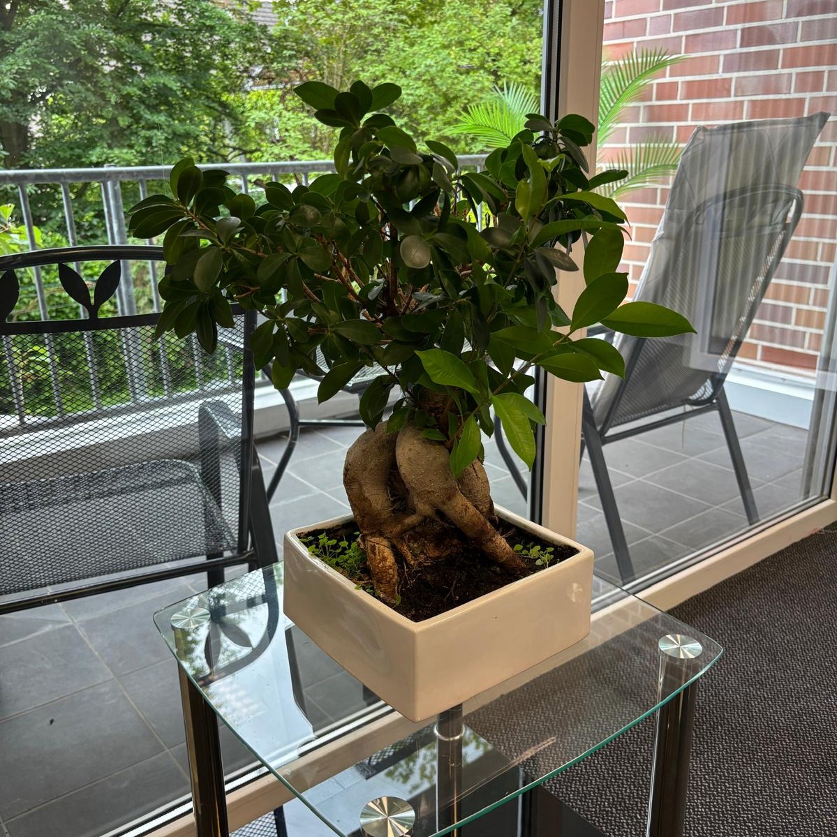 Allianz Versicherung Jörg Riecke Beckum - Heiliger Bonsai Baum
