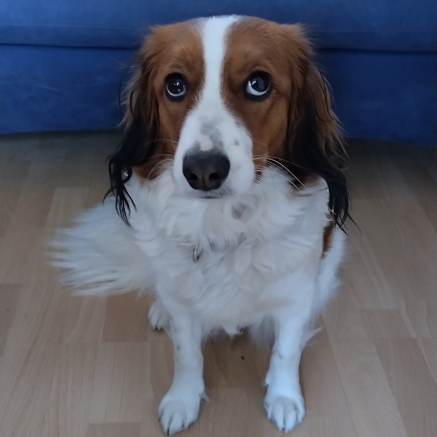 Allianz Versicherung Corinna Steiner Sigmaringen - Hund Tierkranken Pferd Katze Haftpflicht Unfall