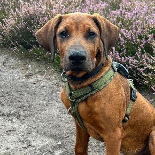Allianz Versicherung Wagner und Reimann OHG Achim - Carlo ein Rhodesian Ridgeback