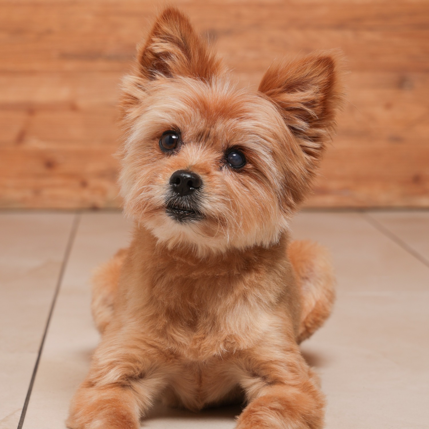 Allianz Versicherung Andreas Vogel Herne - Hund Büro